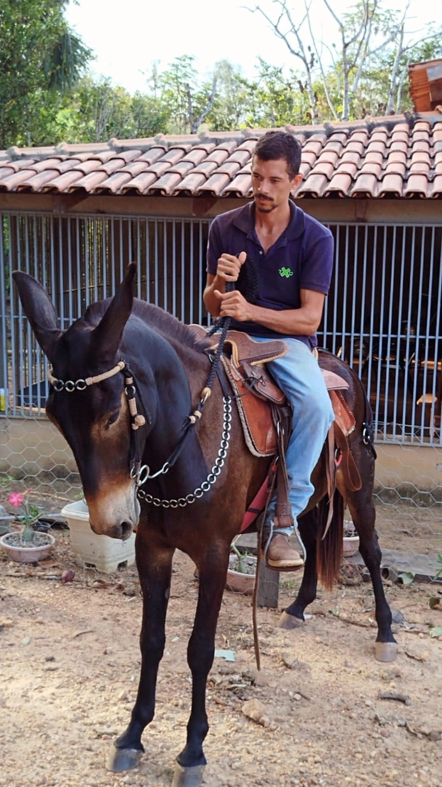 Domador Barroso com muar