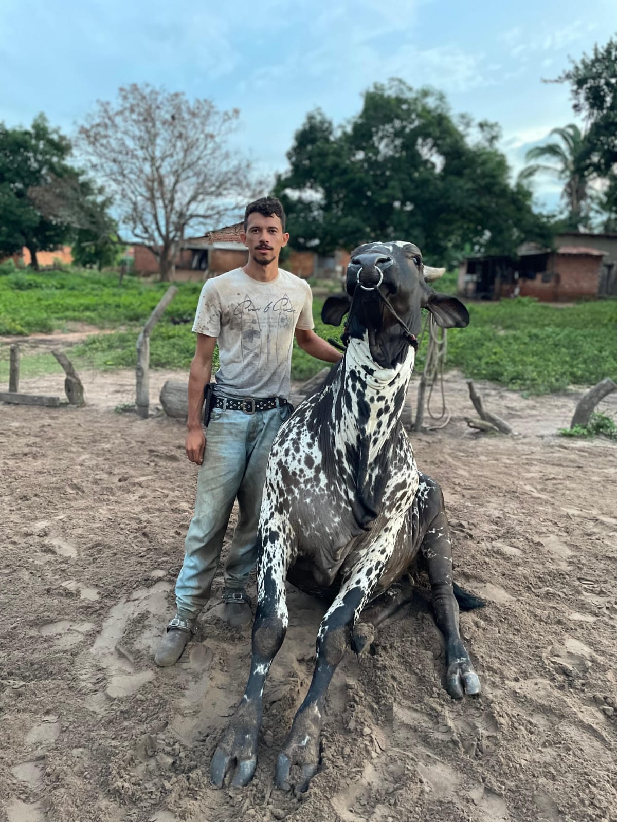 Domador Barroso com bovino